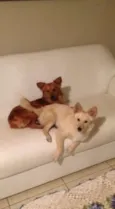 Bob e Lilica