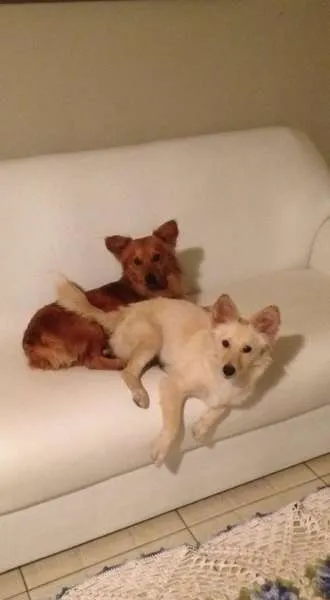 Cachorro raça não sabemos idade 1 ano nome Bob e Lilica