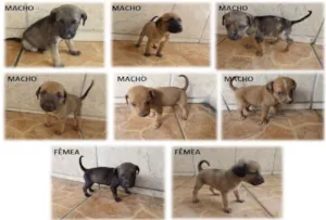Cachorro raça SRD idade Abaixo de 2 meses nome filhotes
