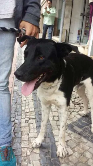 Cachorro raça SRD idade  nome Não sei 