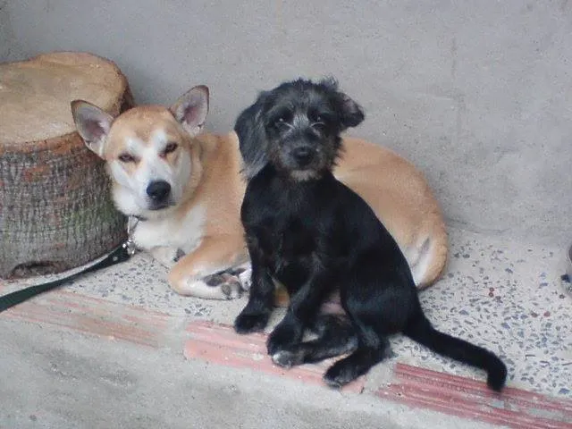 Cachorro ra a Vira lata idade 2 anos nome Bob