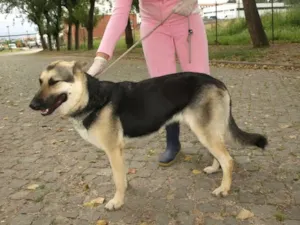 Cachorro raça Pastor Alemão idade 7 a 11 meses nome ARAGOGUE