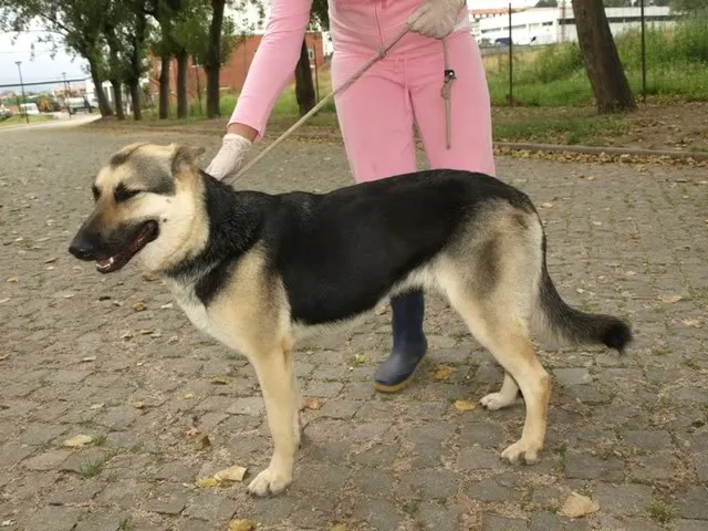 Cachorro ra a Pastor Alemão idade 7 a 11 meses nome ARAGOGUE