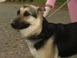 Cachorro ra a Pastor Alemão idade 7 a 11 meses nome ARAGOGUE