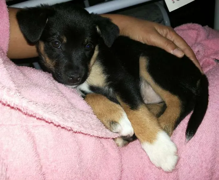 Cachorro raça SRD idade 2 a 6 meses nome Pepeu