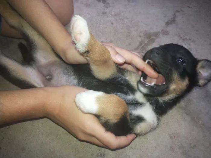 Cachorro raça SRD idade 2 a 6 meses nome Pepeu
