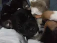 Pepeu