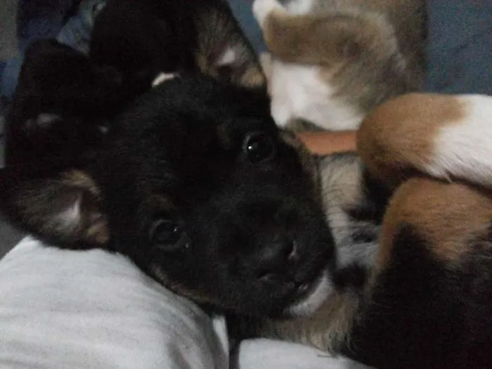 Cachorro raça SRD idade 2 a 6 meses nome Pepeu