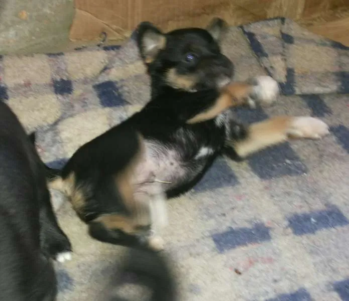 Cachorro raça SRD idade 2 a 6 meses nome Pepeu