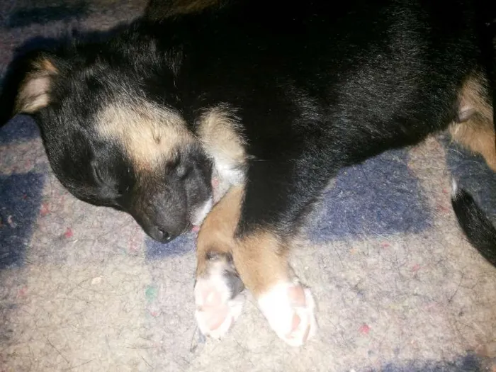 Cachorro raça SRD idade 2 a 6 meses nome Pepeu