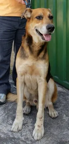 Cachorro raça Pastor Alemão idade 6 ou mais anos nome João