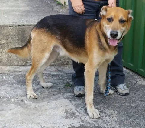 Cachorro raça Pastor Alemão idade 6 ou mais anos nome João