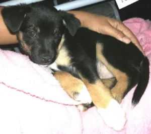 Cachorro raça SRD idade 2 a 6 meses nome Pepeu