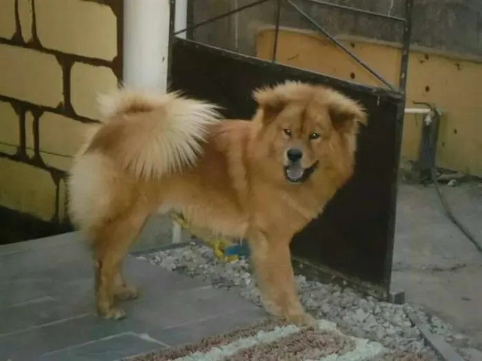 Cachorro raça Chow Chow idade 3 anos nome Simon