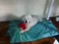 pipóca