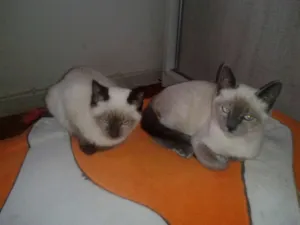 Gato raça SRD idade 2 a 6 meses nome flip e flop