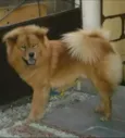 Simon