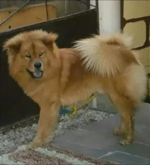 Cachorro raça Chow Chow idade 3 anos nome Simon