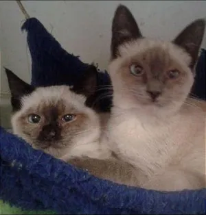 Gato raça SRD idade 2 a 6 meses nome FLIP & FLOP