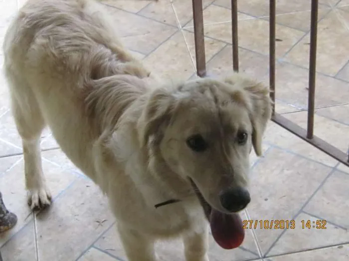 Cachorro ra a labrador idade 7 a 11 meses nome Hana
