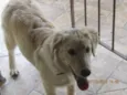Hana