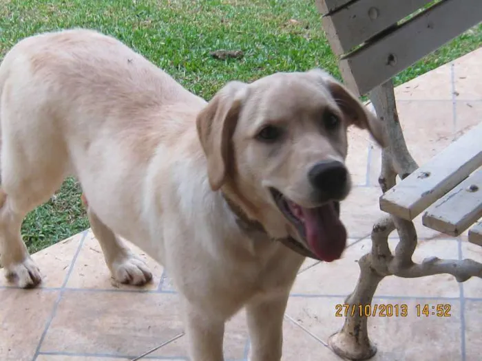 Cachorro ra a labrador idade 7 a 11 meses nome Hana