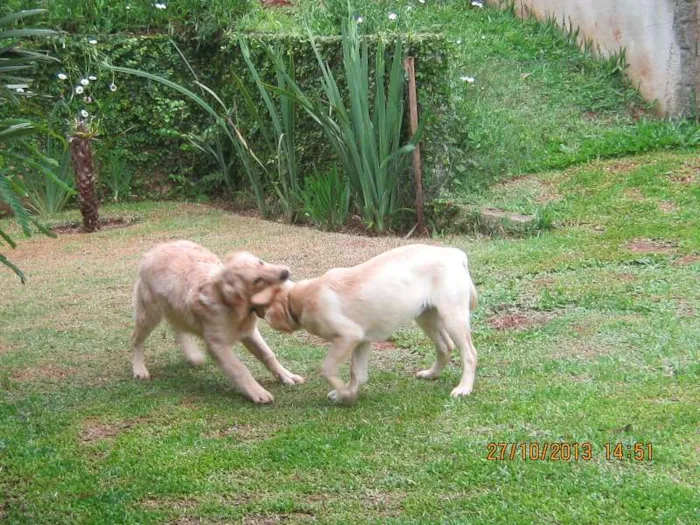 Cachorro ra a labrador idade 7 a 11 meses nome Hana