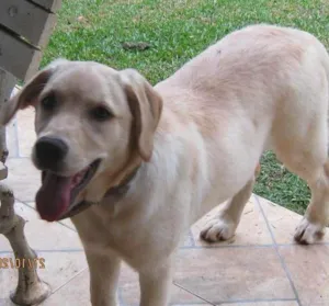 Cachorro raça labrador idade 7 a 11 meses nome Hana