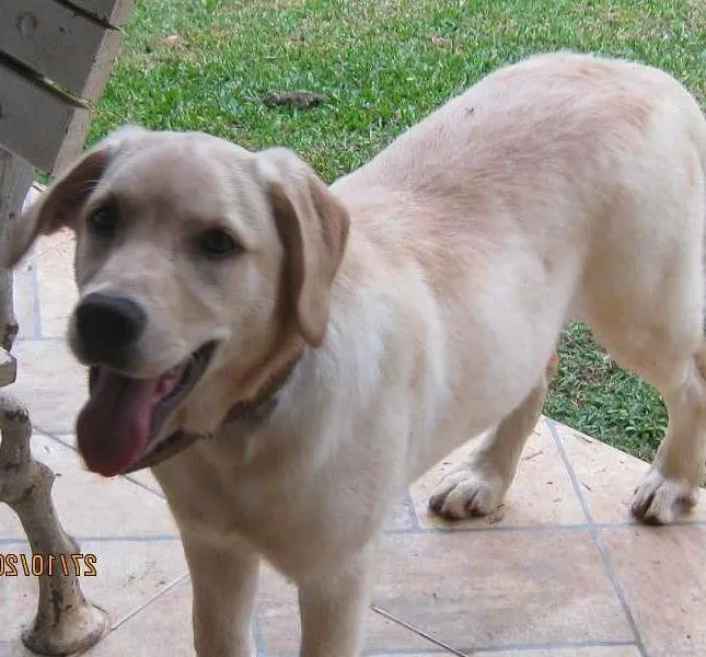 Cachorro ra a labrador idade 7 a 11 meses nome Hana