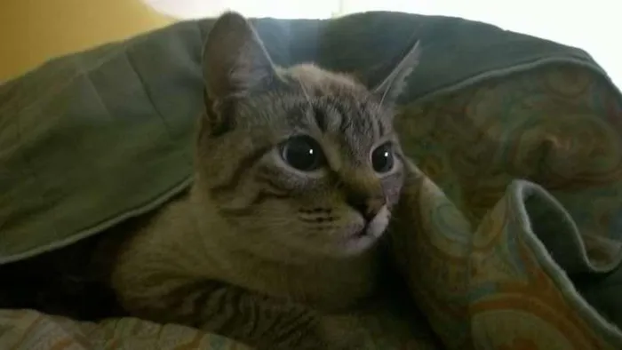 Gato ra a SRD idade 1 ano nome Siamesinhos