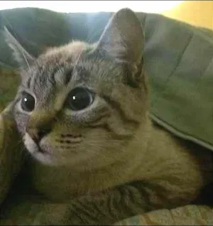 Gato raça SRD idade 1 ano nome Siamesinhos