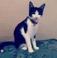 Nárnia, Kali, Horus