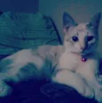 Nárnia, Kali, Horus