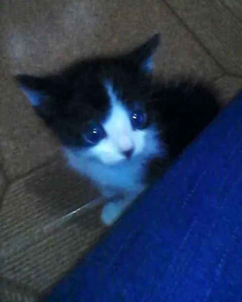 Gato raça vira-lata idade 3 anos nome alice