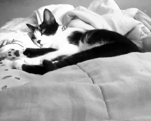Gato raça vira-lata idade 3 anos nome alice