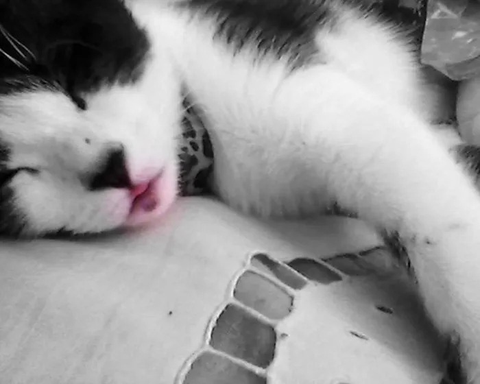 Gato raça vira-lata idade 3 anos nome alice