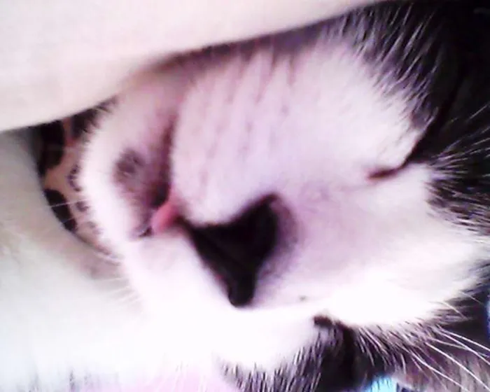 Gato raça vira-lata idade 3 anos nome alice
