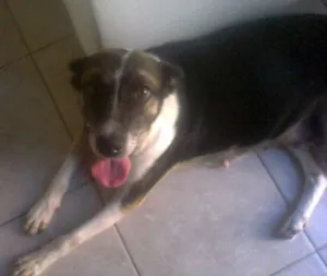 Cachorro raça Sem Raça Definida idade 4 anos nome Preta