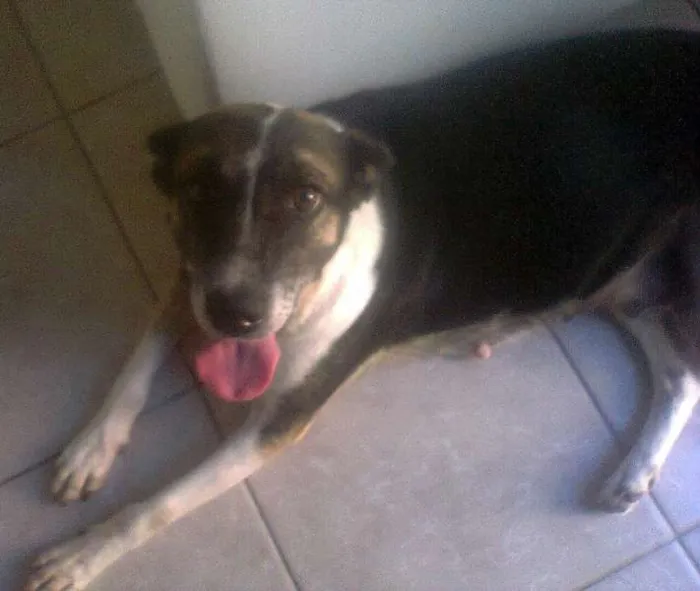 Cachorro ra a Sem Raça Definida idade 4 anos nome Preta