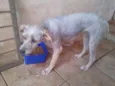 branquinha 