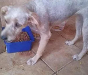 Cachorro raça mestiça de poodle idade 7 a 11 meses nome branquinha 