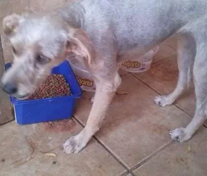 Cachorro ra a mestiça de poodle idade 7 a 11 meses nome branquinha 
