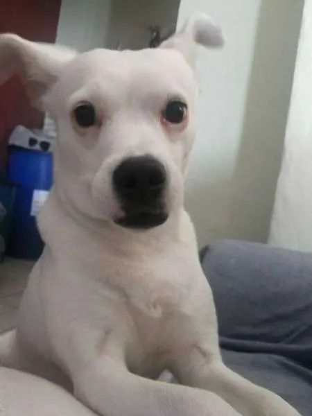 Cachorro ra a BAXE COM VRIRA idade 3 anos nome MAGRELA