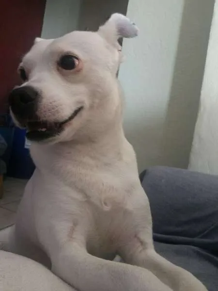 Cachorro ra a BAXE COM VRIRA idade 3 anos nome MAGRELA