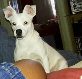 Cachorro raça BAXE COM VRIRA idade 3 anos nome MAGRELA