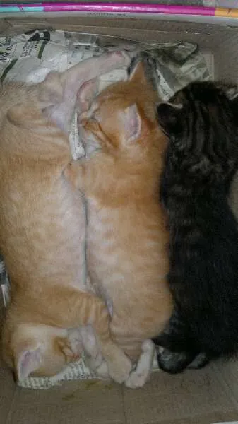 Gato raça  idade Abaixo de 2 meses nome Sem nome