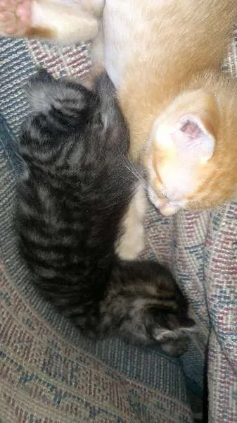 Gato raça  idade Abaixo de 2 meses nome Sem nome