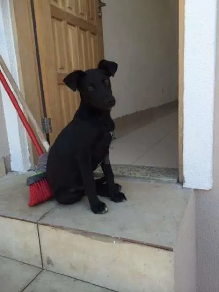 Cachorro ra a SRd idade 2 a 6 meses nome Eros