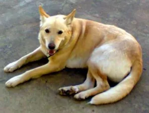 Cachorro raça Mestiça idade 6 ou mais anos nome Shakira