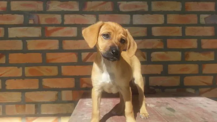Cachorro raça SRD idade 2 a 6 meses nome filhotes